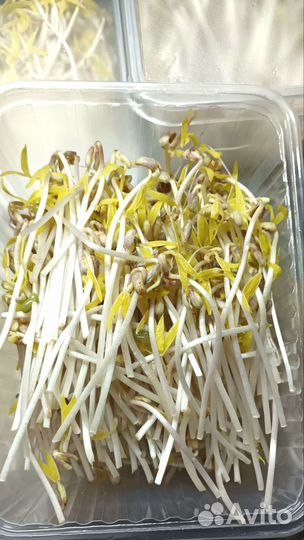 Ростки Маш бобы мунг