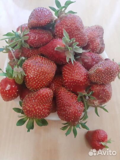 Рассада сладкой клубники