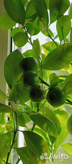 Каламандин цитрусовые