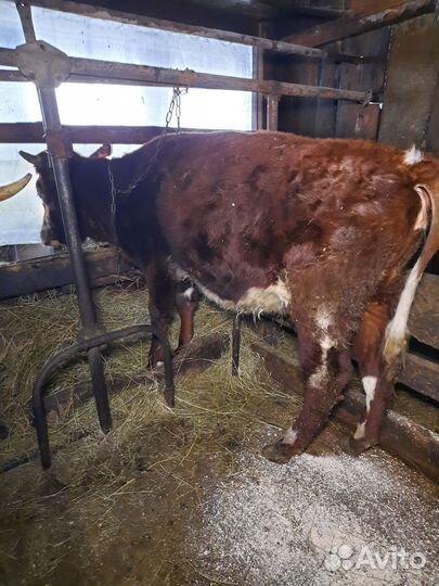 Корова, нетели и тёлки