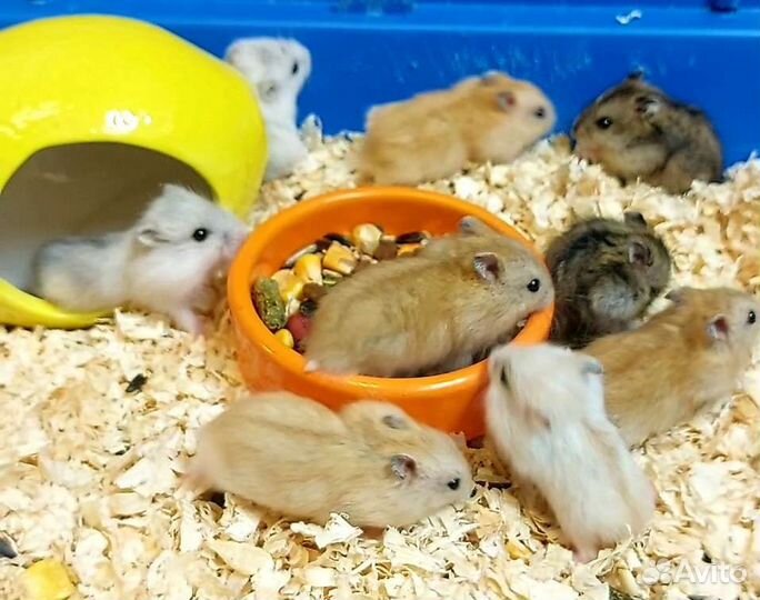 Джунгарский хомяк