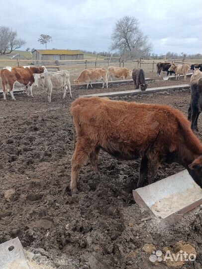 Скот коровы