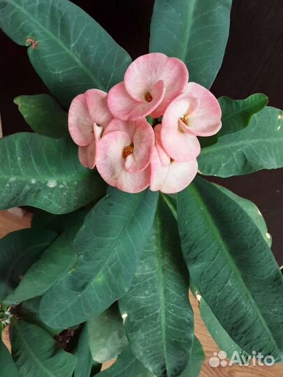 Эуфорбия Миля крупноцветковая