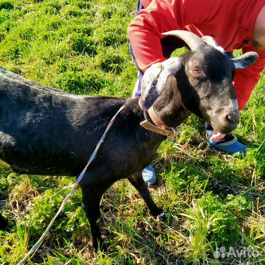 Англо нубийские козы, козлик