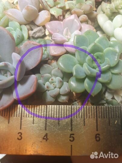 Суккуленты детки