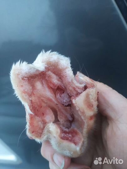 Носы бараньи