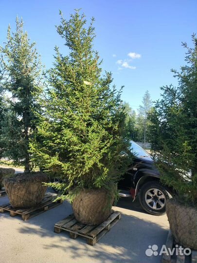 Ель, ёлка, ёлочка