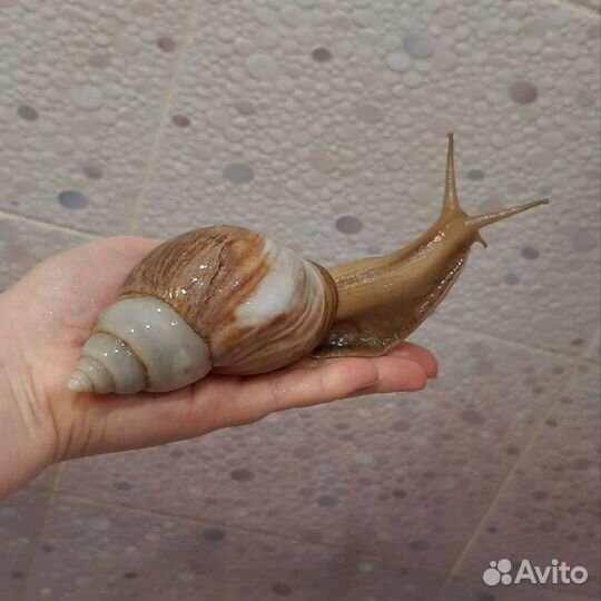 Улитки ахатины идеальный питомец