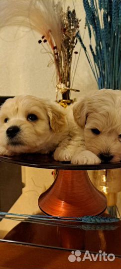 Мальтипу ф 1