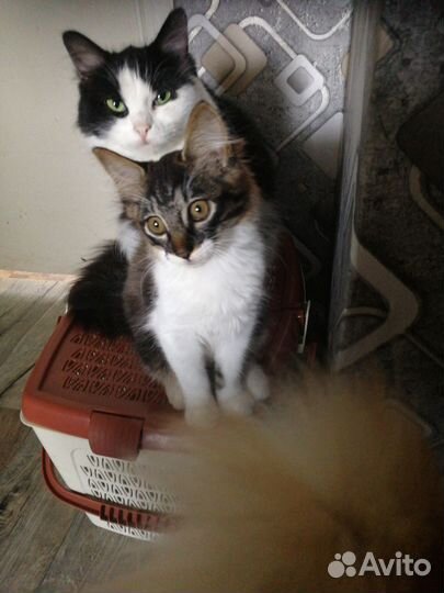 Отдам бесплатно