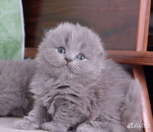 Шотландский котик