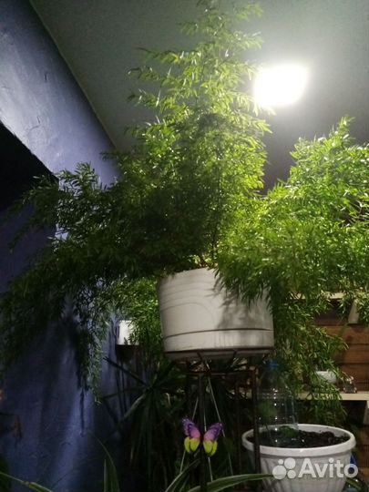 Комнатные растения цветы