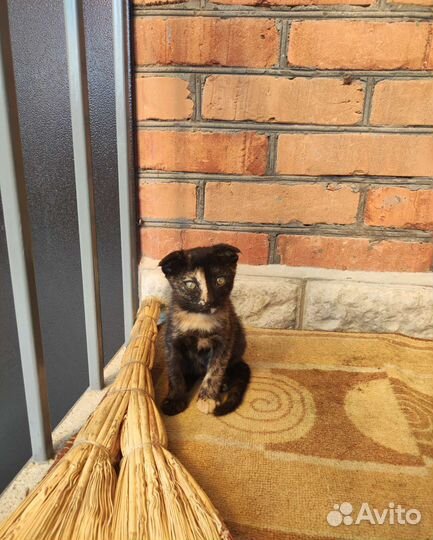 Кошечка в добрые руки
