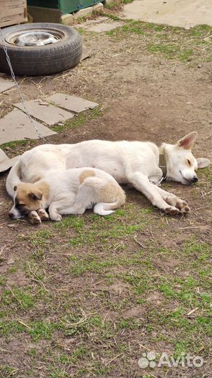 Щенок в добрые руки