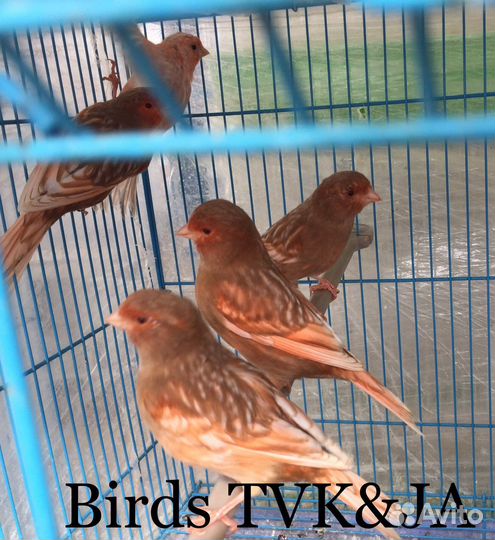 Кенара и канарейки фео красные