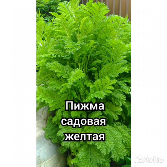Многолетники