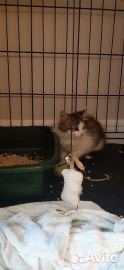 Спасите Сашку