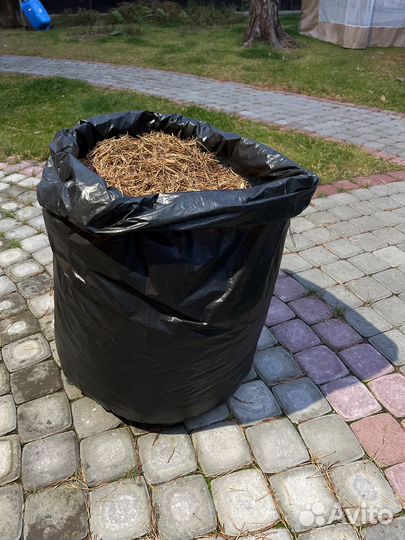 Хвойный опад