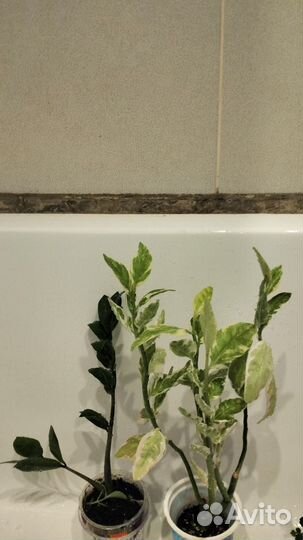 Замиокулькас