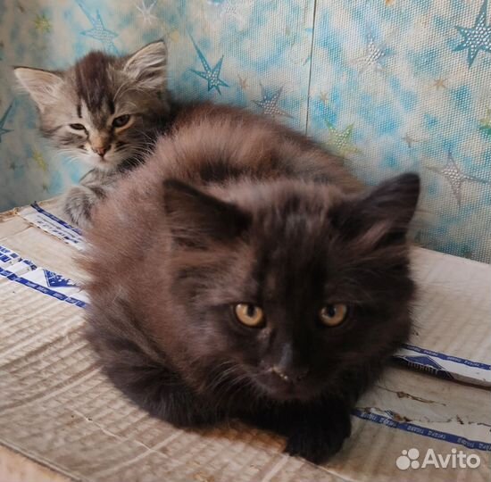 Котятки отдам в хорошие руки