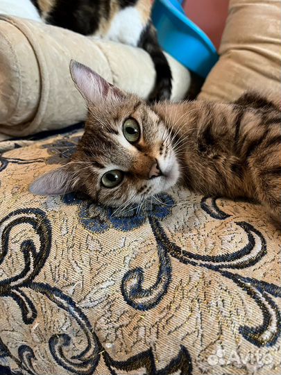 Кошки
