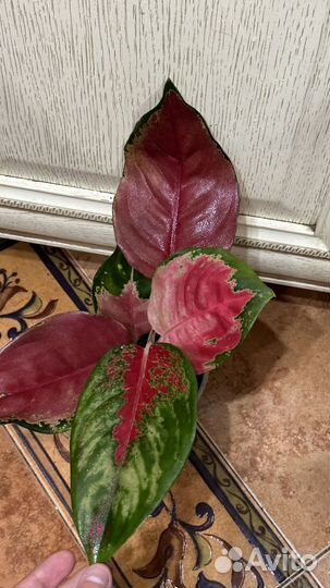 Аглонемы разные