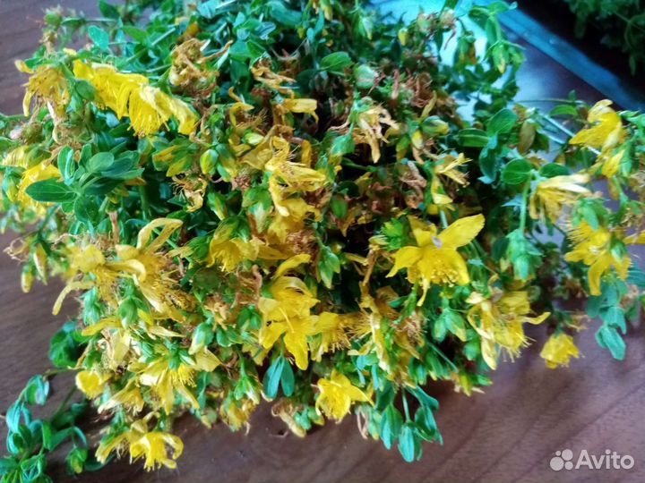 Чеснок зимний. зверобой