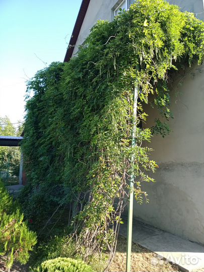 Глициния Блю Мун саженцы