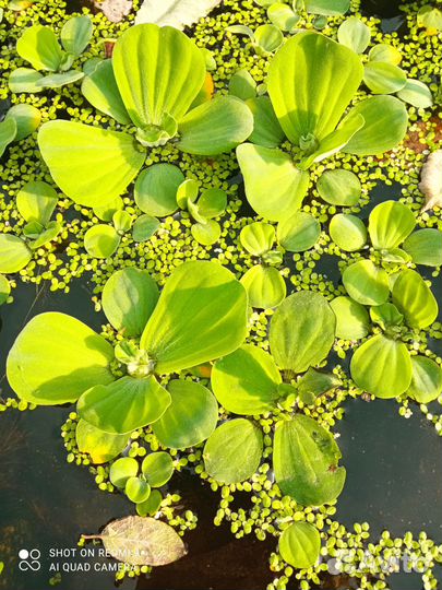 Нимфея (водная лилия)растения для пруда