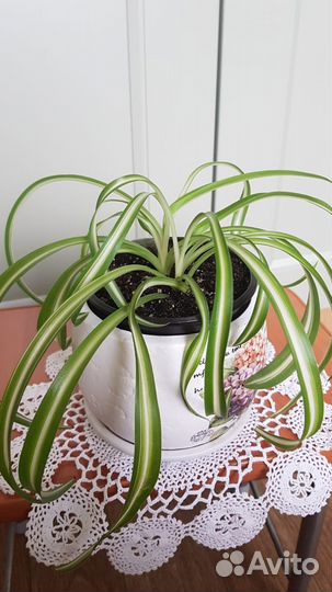 Хлорофитум кудрявый (