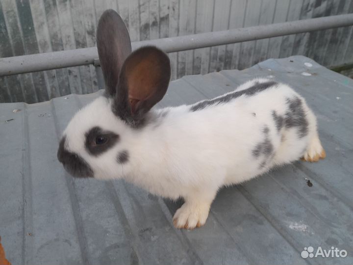 Немецкий Пестрый Великан. Строкач, Бабчка