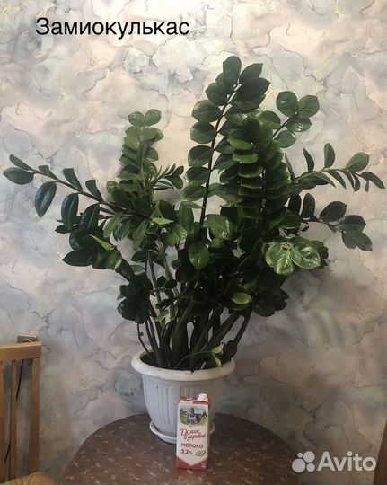 Замиокулькас