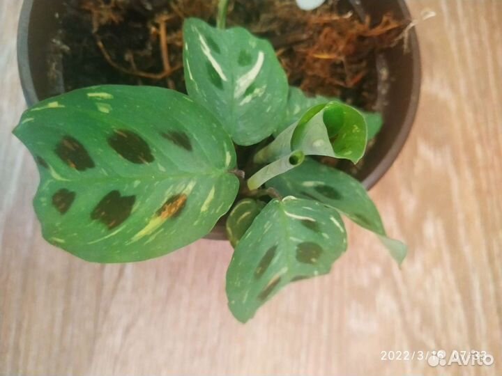 Излишки домашних цветов