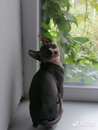 Кот вязка