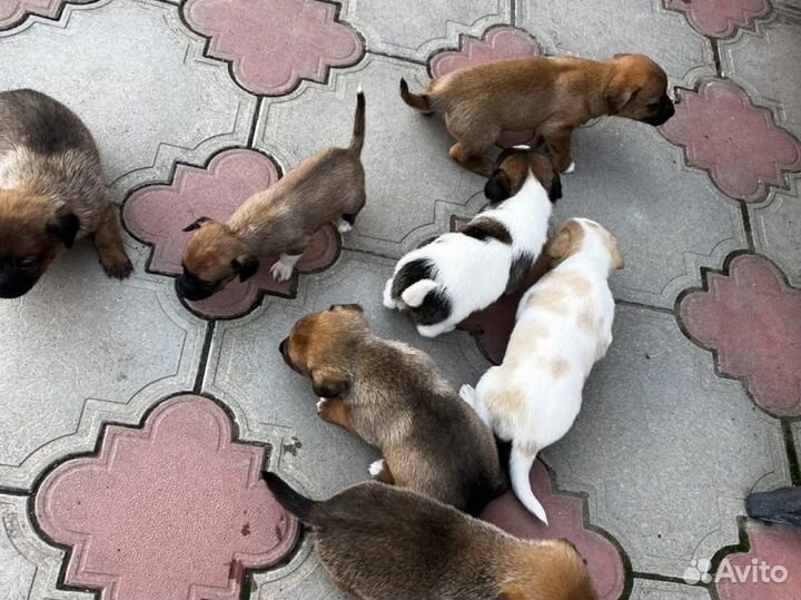 Двортерьер