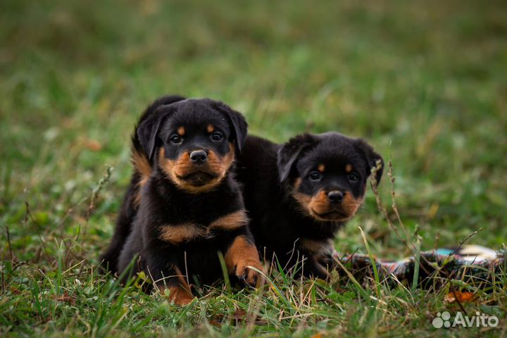 Щенки ротвейлера с доставкой