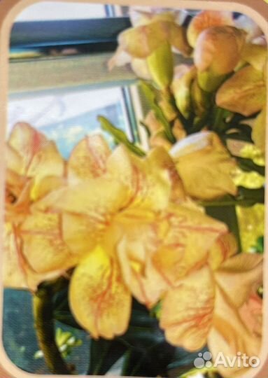 Адениум арабикум