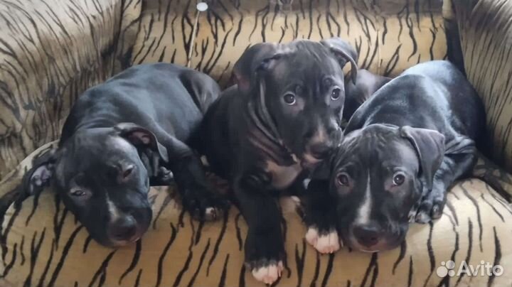 Собаки щенки