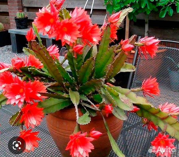 Комнатные цветы