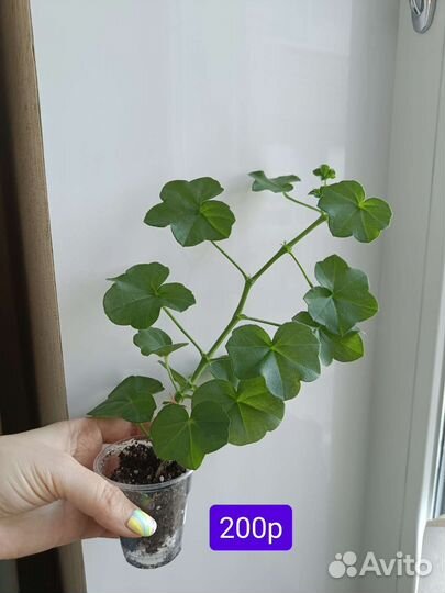 Пеларгония Айс роуз