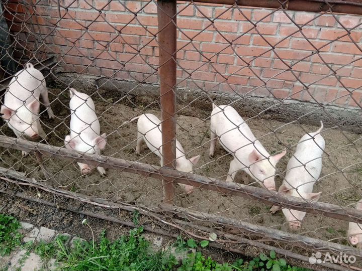 Продаю поросят разного возраста и веса