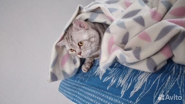 Британский кот