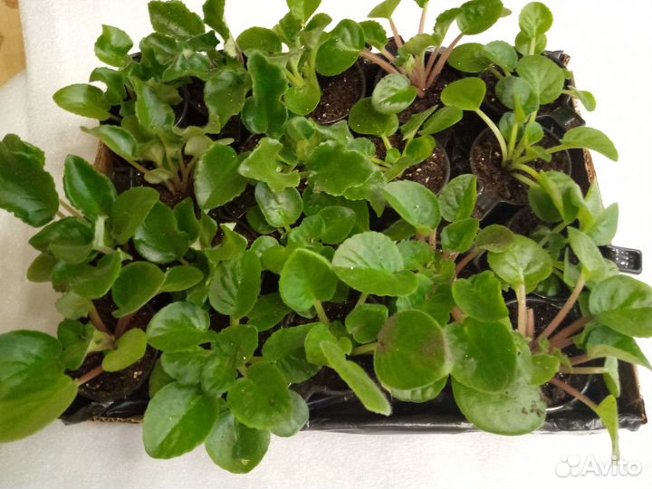 Саженцы фиалки узумбарской