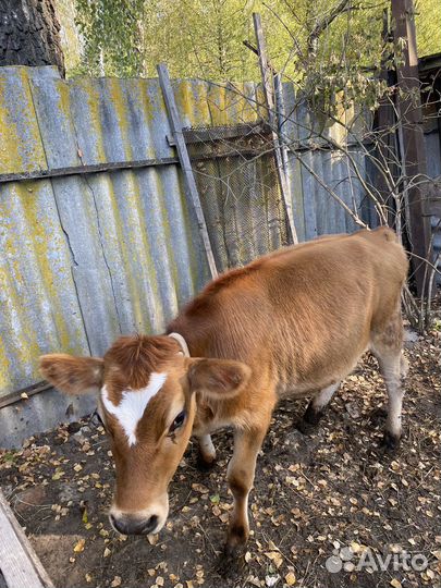 Телочка джерси +айширская