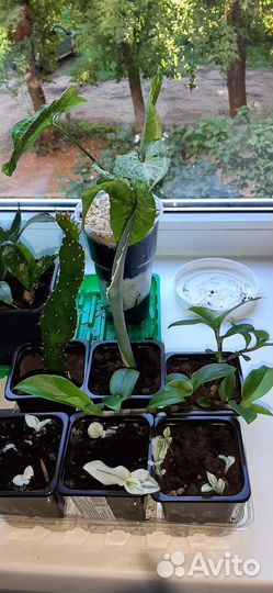 Комнатные растения обмен