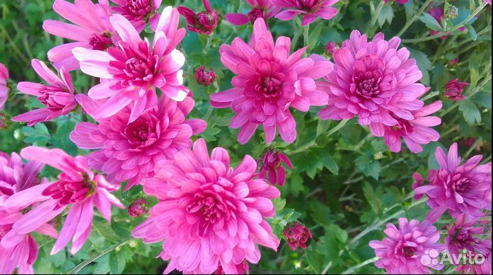 Хризантема