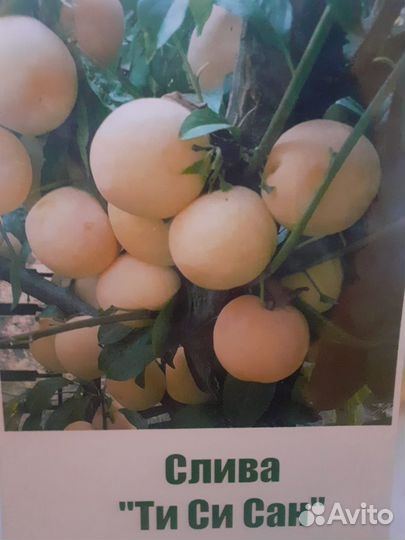 Саженцы сливы в ассортименте