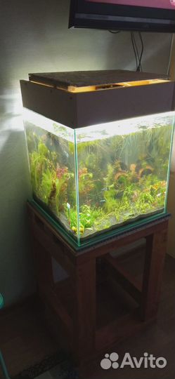 Аквариумные растения