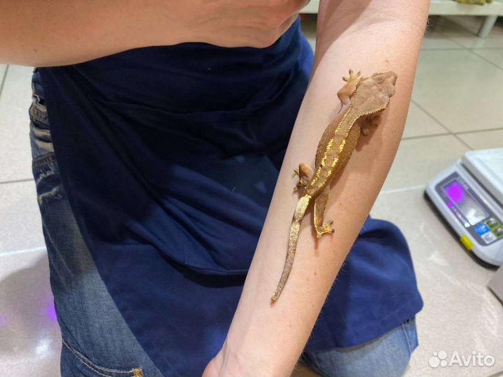 Реснитчатый бананоед (Rhacodactylus ciliatus)