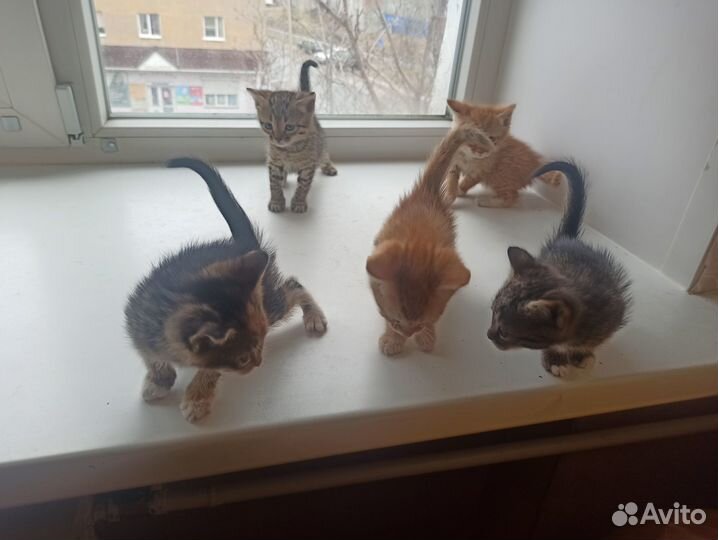 Котята отдам в добрые руки бесплатно
